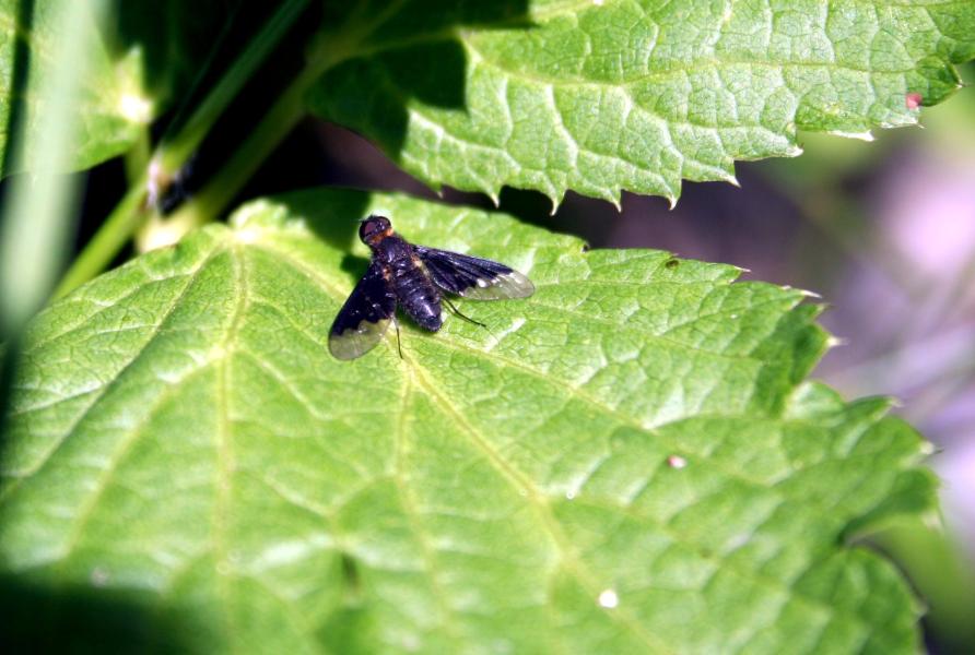 Insetti al Corno alle Scale (BO)